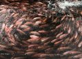 APA JENIS IKAN YANG BAIK DIBUDIDAYAKAN DI DAERAH DATARAN TINGGI?