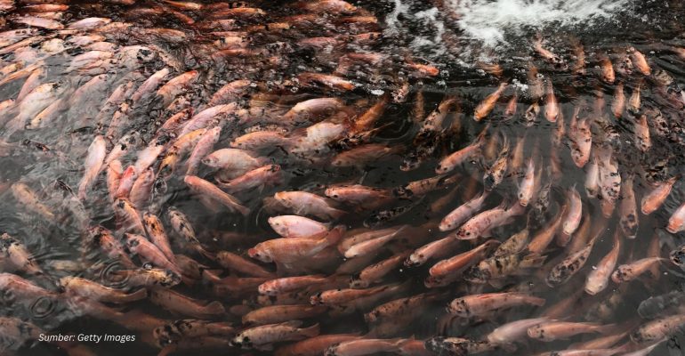 APA JENIS IKAN YANG BAIK DIBUDIDAYAKAN DI DAERAH DATARAN TINGGI