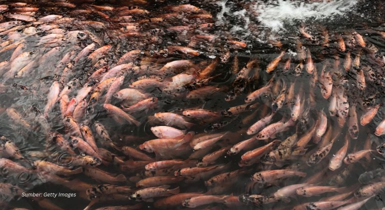 APA JENIS IKAN YANG BAIK DIBUDIDAYAKAN DI DAERAH DATARAN TINGGI