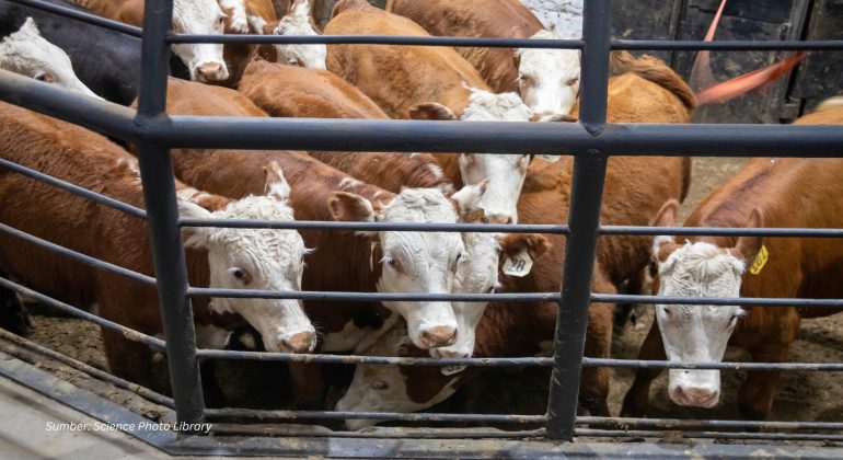 MENGENAL PENYAKIT MULUT DAN KUKU PENCEGAHAN DINI BAGI KESEHATAN HEWAN TERNAK
