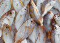 PENJAMINAN MUTU HASIL IKAN DARI HULU: CPIB PENANGKAPAN!