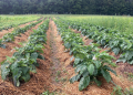 CARA MEMBUAT MULSA DARI BAHAN YANG ADA DI SEKITAR KEBUN