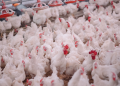 KENAPA AYAM LEBIH MUDAH STRES SAAT CUACA PANAS? INI CARA MENGATASINYA
