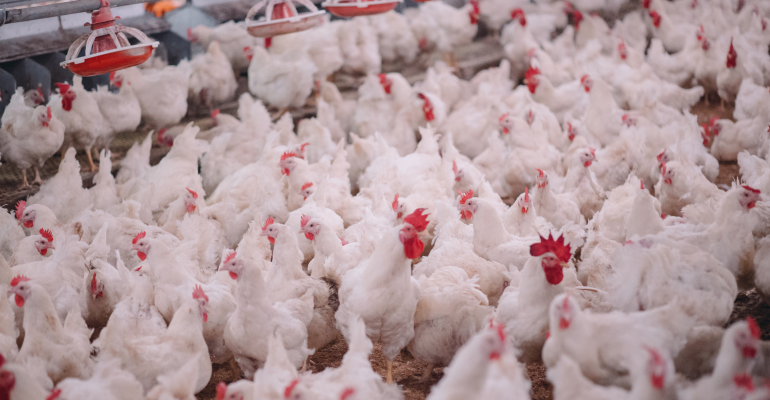 KENAPA AYAM LEBIH MUDAH STRES SAAT CUACA PANAS? INI CARA MENGATASINYA