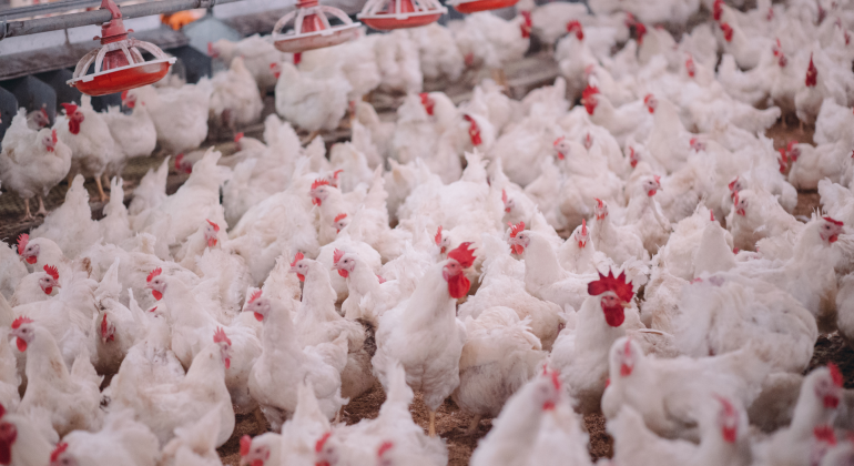KENAPA AYAM LEBIH MUDAH STRES SAAT CUACA PANAS? INI CARA MENGATASINYA