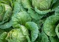 TIPS RAWAT TANAMAN KUBIS: CEGAH HAMA DAN PENYAKIT MENUJU PANEN MELIMPAH!