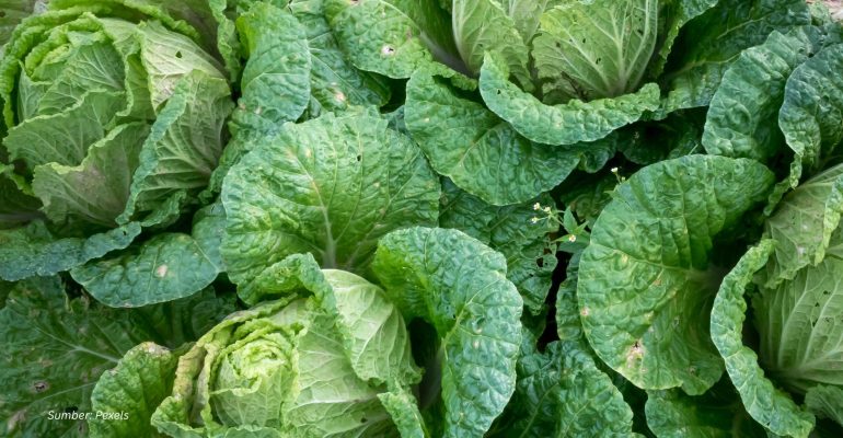 TIPS RAWAT TANAMAN KUBIS CEGAH HAMA DAN PENYAKIT MENUJU PANEN MELIMPAH!