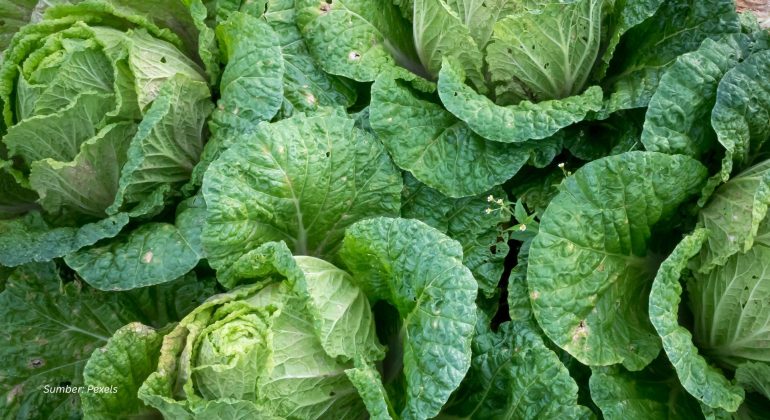 TIPS RAWAT TANAMAN KUBIS CEGAH HAMA DAN PENYAKIT MENUJU PANEN MELIMPAH!